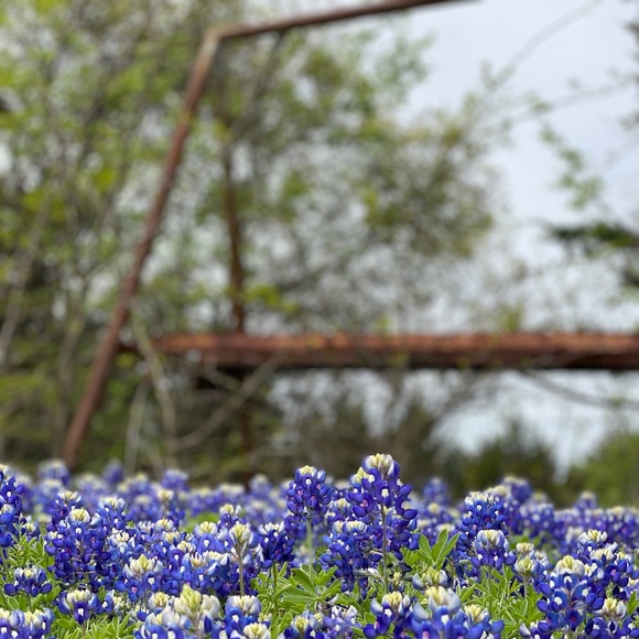 Meet your Posher, Posh - Picture 1 of 1